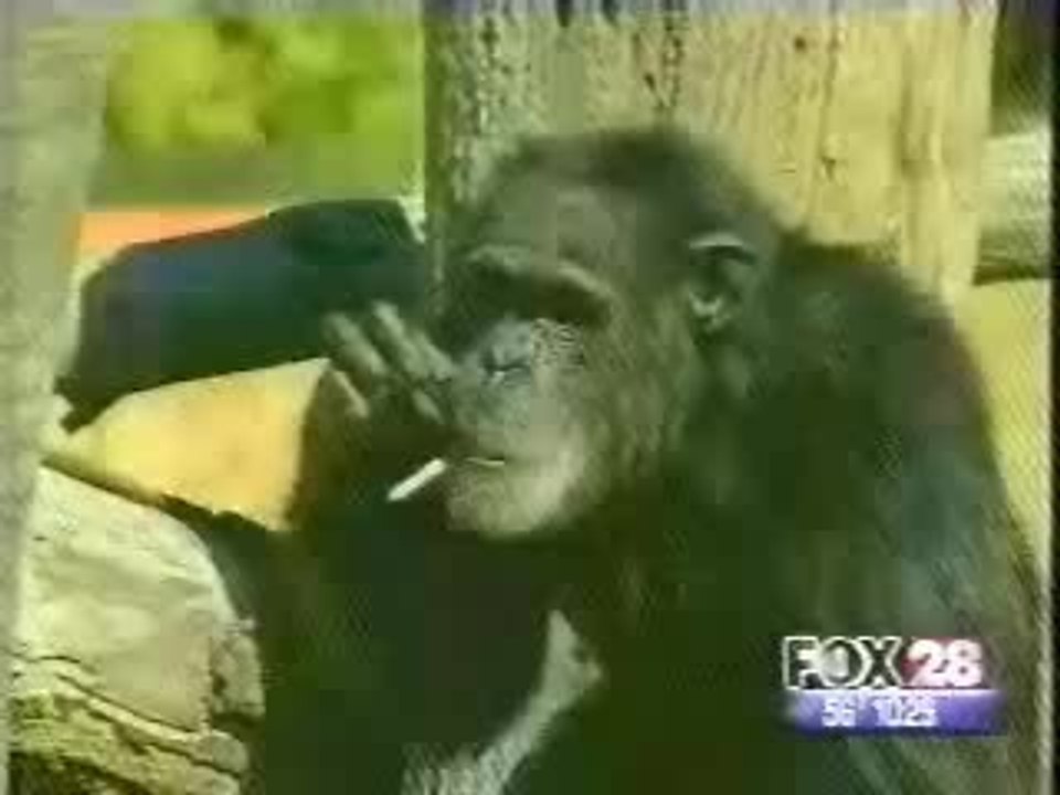singe fumeur