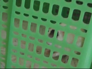 Caught Mr. Squeaks the Rat in My Friend's Kitchen Today Linus Tech Tips