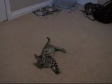 My New Bengal Kittens Wrestling in My Computer Room Linus Tech Tips