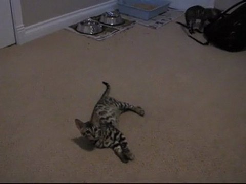 My New Bengal Kittens Wrestling in My Computer Room Linus Tech Tips