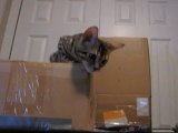 My Bengal Kittens Playing on My Home Made Cardboard Cat Tree Linus Tech Tips