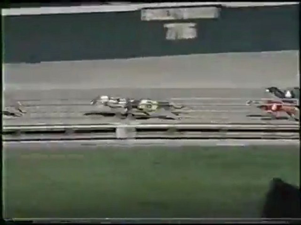 1993 World Classic at Hollywood Florida Greyhound Track