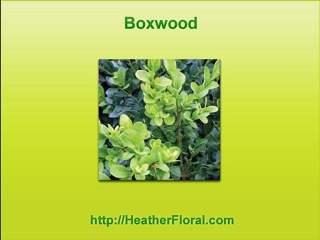 Toxic Flowers and Plants for Dogs