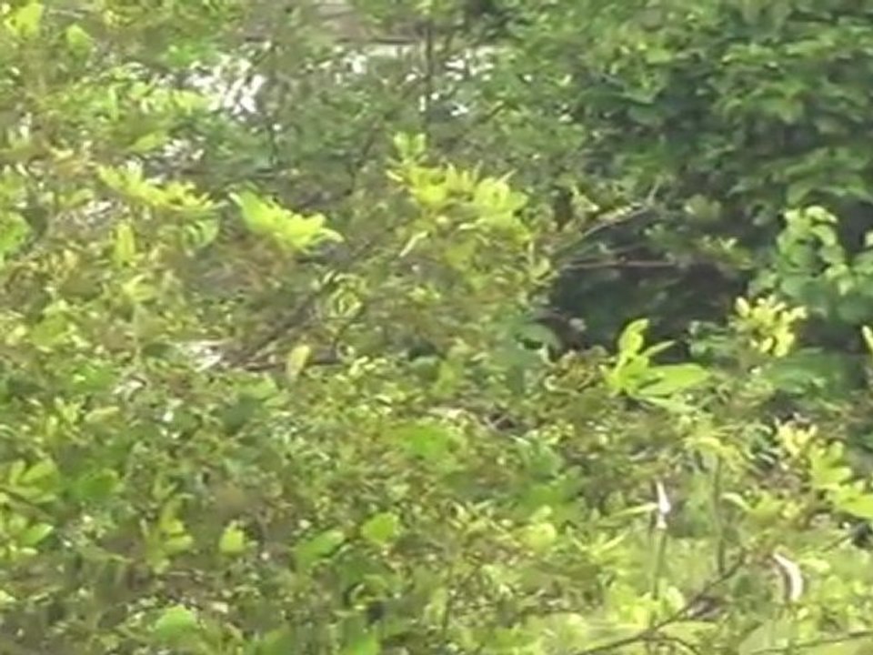 Zooming west end anguilla video 1