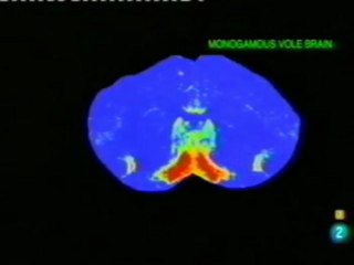 ¿Monogamia y amor eterno?: Oxitocina, vasopresina y dopamina.