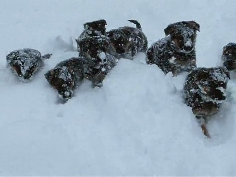 Chiots berger allemand LOF le 2 Février 2012