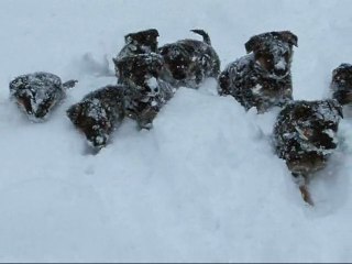 Chiots berger allemand LOF le 2 Février 2012