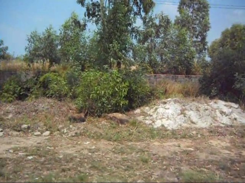 Un troupeau de vaches ... et moi, au milieu !;..