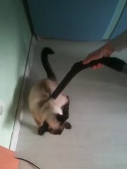 Comment éradiquer les poils de chat .... en plus elle en redemande !!!