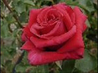 SesliCagla bilemiyorum sana ben kavusurmuyum-sevda