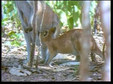 EVRİM TEORİSİNİN ÇÖKÜŞÜ