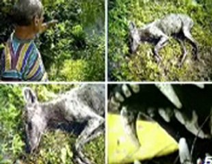 los animales mas misteriosos