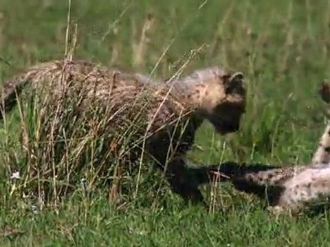 Félins - Les bébés de Sita ont grandi