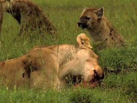Félins : Pascal Elbé sur les traces de Félins - Intégrale