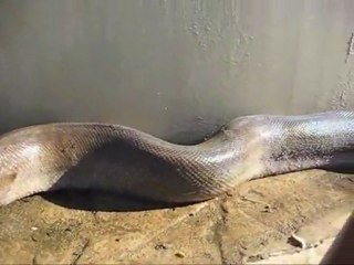 Serpent mort retrouv- dans un port du Rhin--Barth-