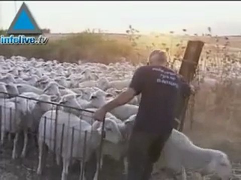 Infolive.tv: Un tercio de los israelíes se opone a remover a