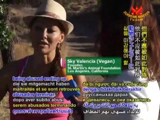 St. Martin’s Vegan Animal Foundation - P2/3