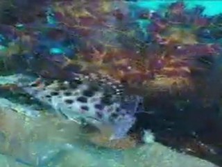 Dessole Royal Rojana Resort-Russian