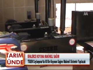 BİNLERCE KOYUNA MAKİNELİ SAĞIM 01.02.2012