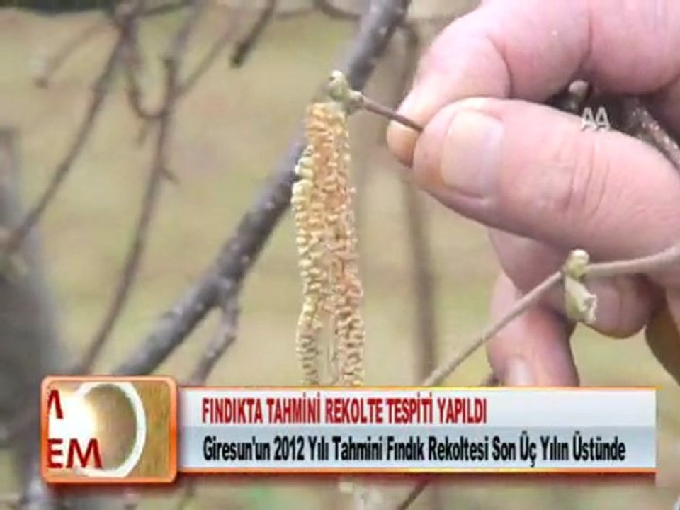 FINDIKTA TAHMİNİ REKOLTE TESPİTİ YAPILDI 01.02.2012