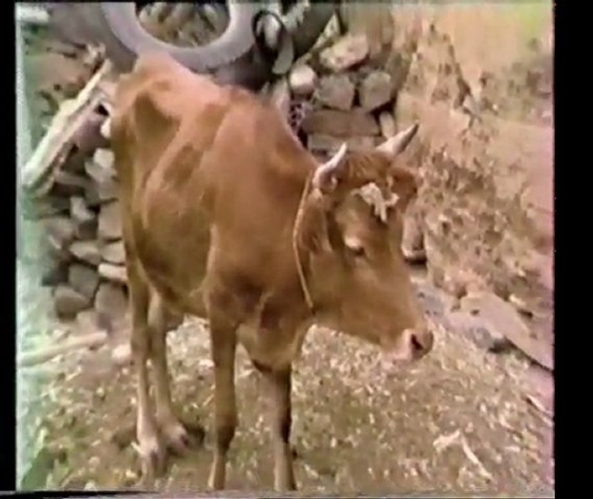 Maroc 1987 : "PAYSANS BERBERES DU GRAND SUD MAROCAIN" (non découpé)