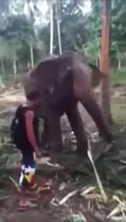 Elephant Bitchslaps Guy
