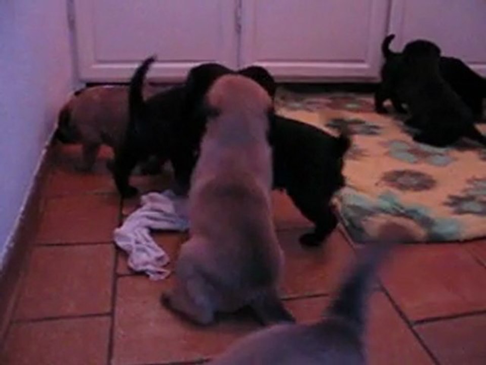 les p'tites boules de poils en action