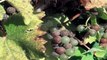 Découverte des vins de Bordeaux grands crus, agriculture biologique, vinification sans sulfites et principes de biodynamie...