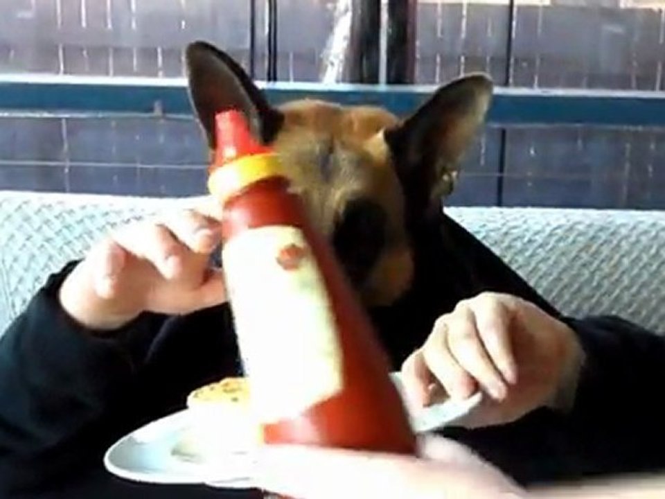 A Dog's Breakfast