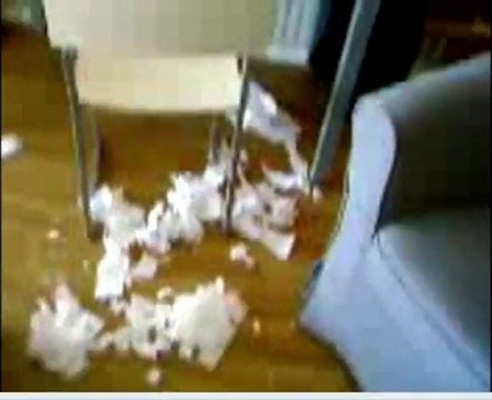 Un chat plein de conneries