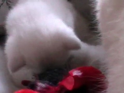 Bébés Duchesse 2012 n°2: La bagarre 3 fevrier 2012