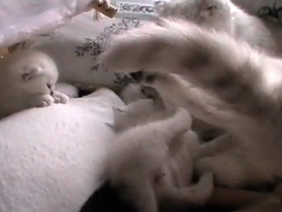 Bébés Duchesse 2012 n°4: Hécate veut toujours se battre, cette fois ci avec sa mère!!
