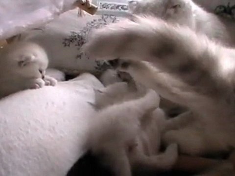 Bébés Duchesse 2012 n°4: Hécate veut toujours se battre, cette fois ci avec sa mère!!