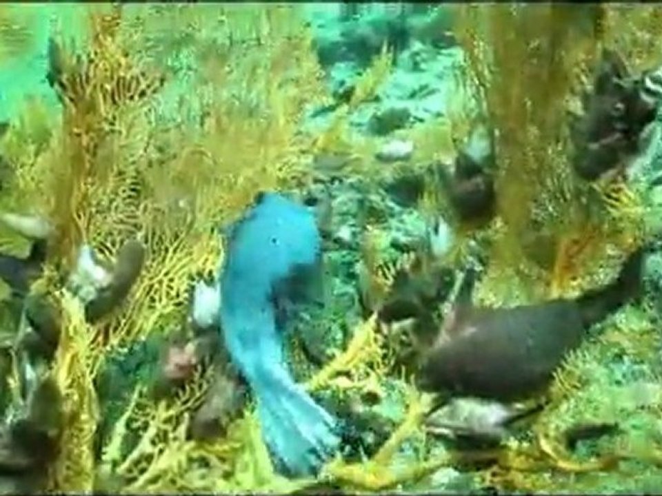 Plongée Koh Phi Phi janvier 2012_3