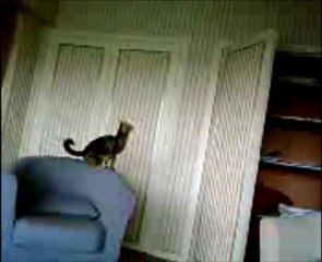 letsy le chat grimpe sur la porte vidéo drole