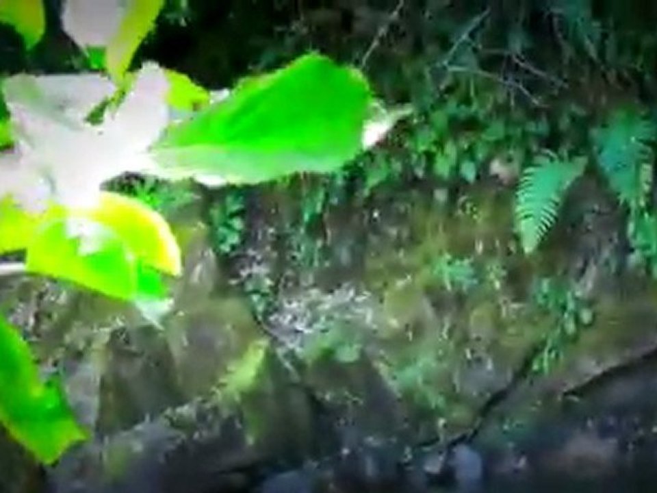 Nikon P500 Video Test - Color Correction