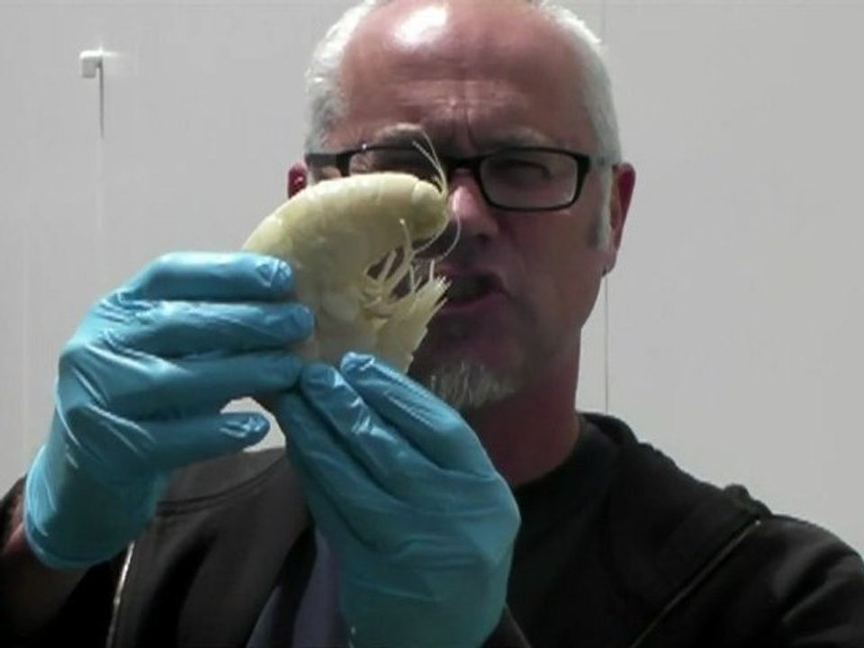 Scientists snare 'superprawn' off New Zealand