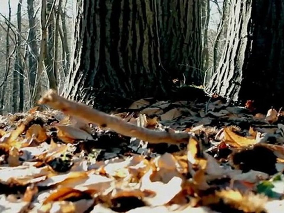 SHOWREEL 2011
