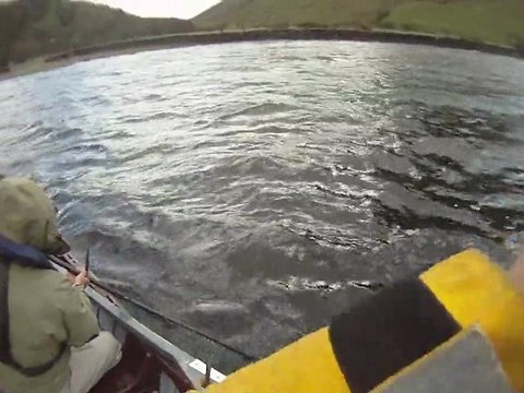 Irlande - Pêche d'un saumon au leurre en lac 30/05/2011