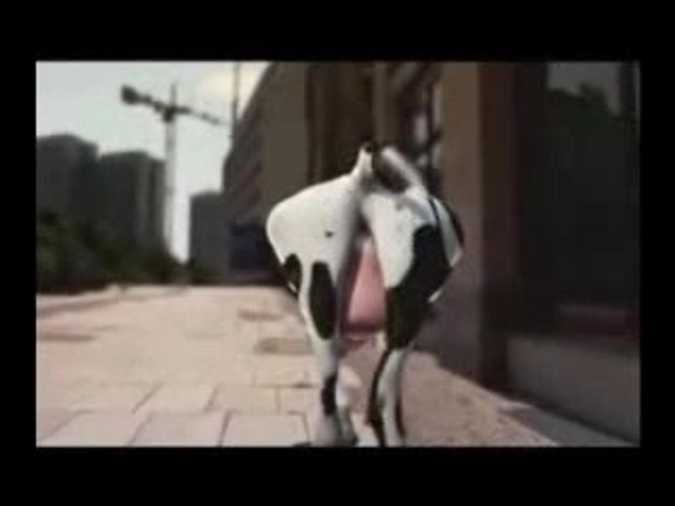 vache folle!