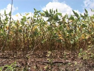 Fears for future of Brazil's wetland sanctuary