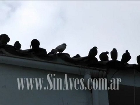 Plaga de palomas fuera de control en un hotel