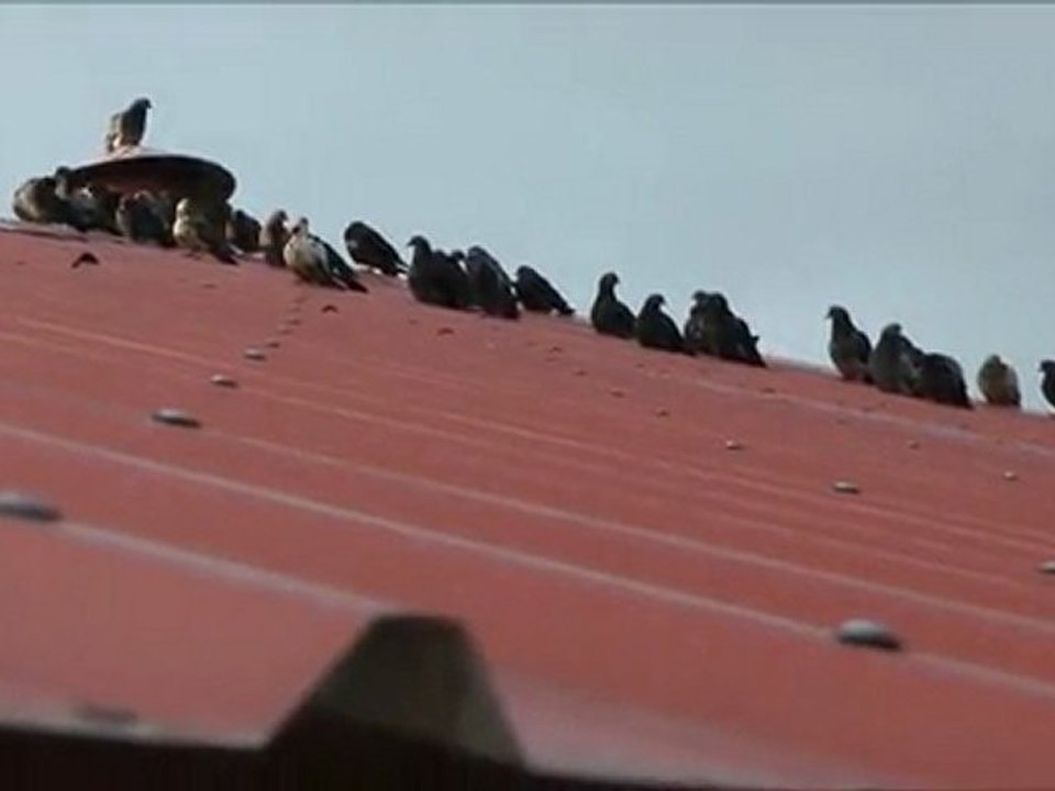 Cientos de palomas copan un hotel en Córdoba, Argentina