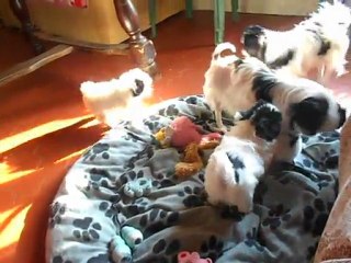 fantasya-hana et les bébés 6 semaine