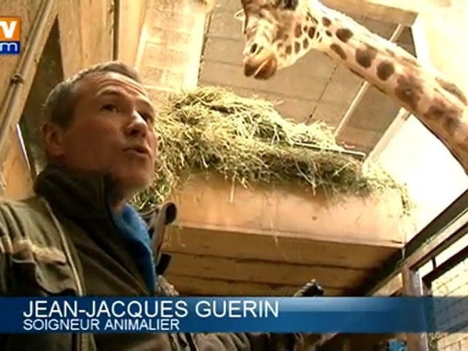 Vague de froid : des animaux du zoo de Thoiry consignés en intérieur