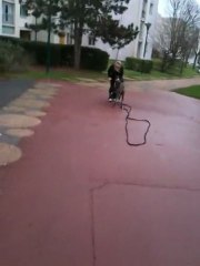 Carat lévrier espagnol débutant les rappels !