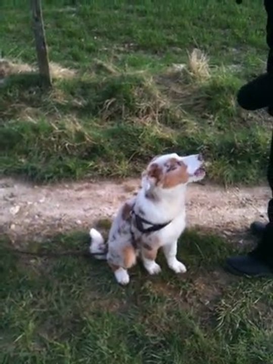 Les premiers rappels de Schiffou berger australien de 2 mois 1/2 !