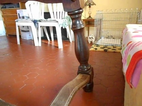 mes petit chins 6 semaine