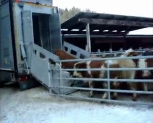 Erenoğlu Dış Ticaret / Canlı Hayvan İthalatı