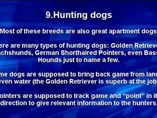 Overview of Different Dog Breeds and Their Roles